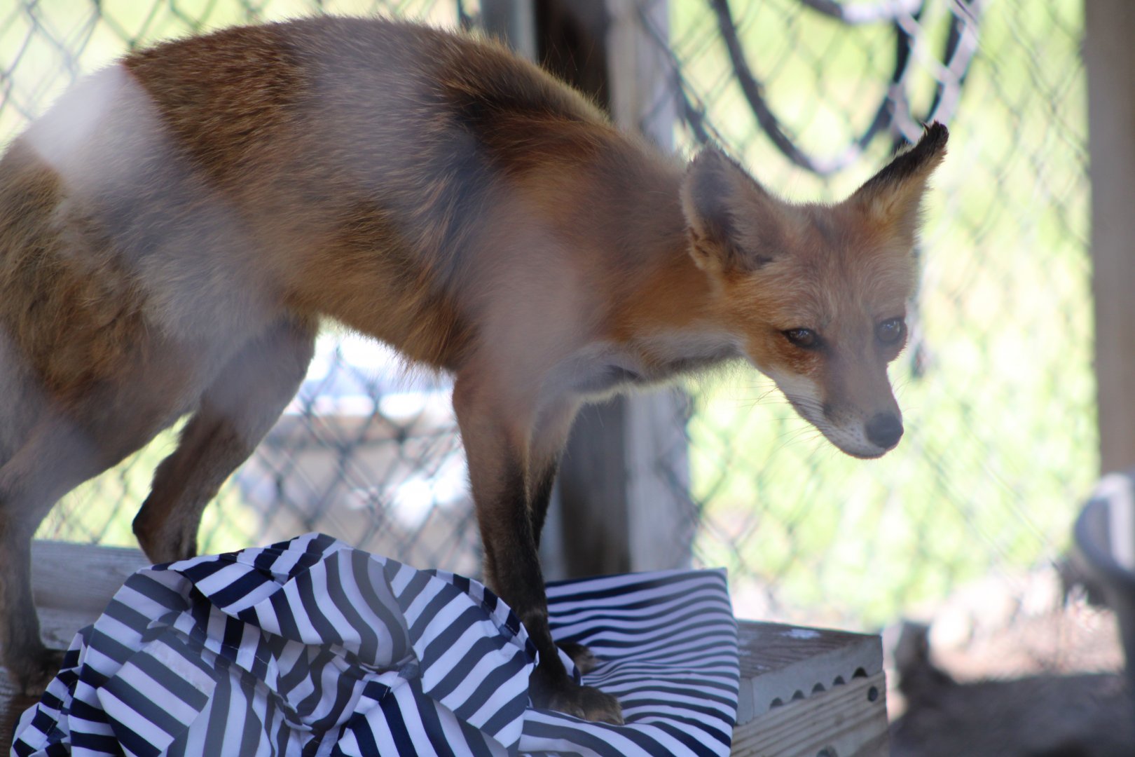 American Red Fox (V. v. fulva)