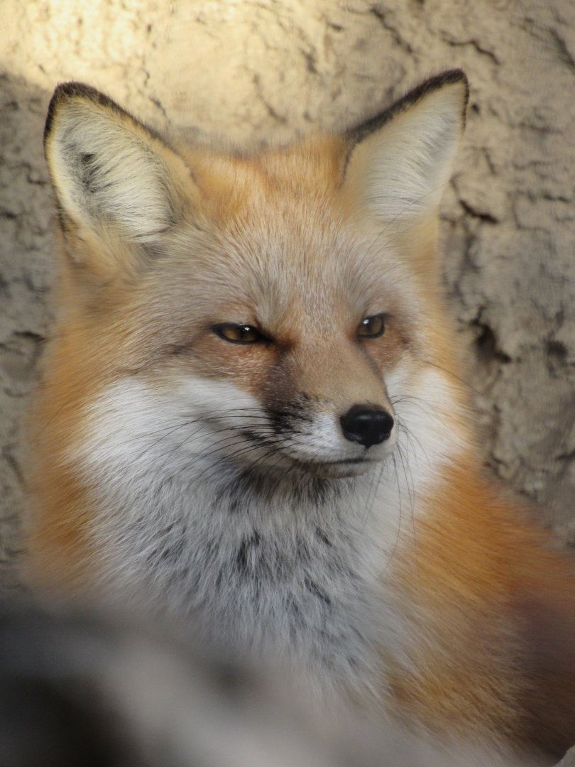 American Red Fox