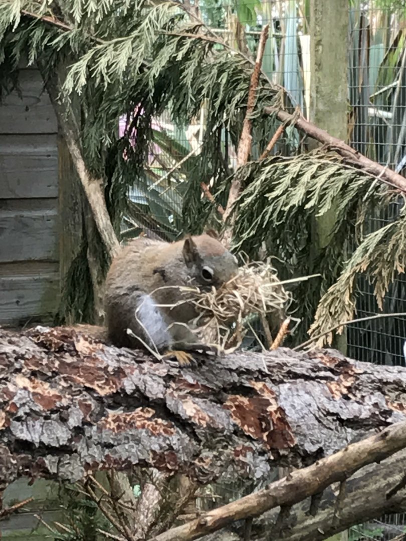 American red squirrel 280418