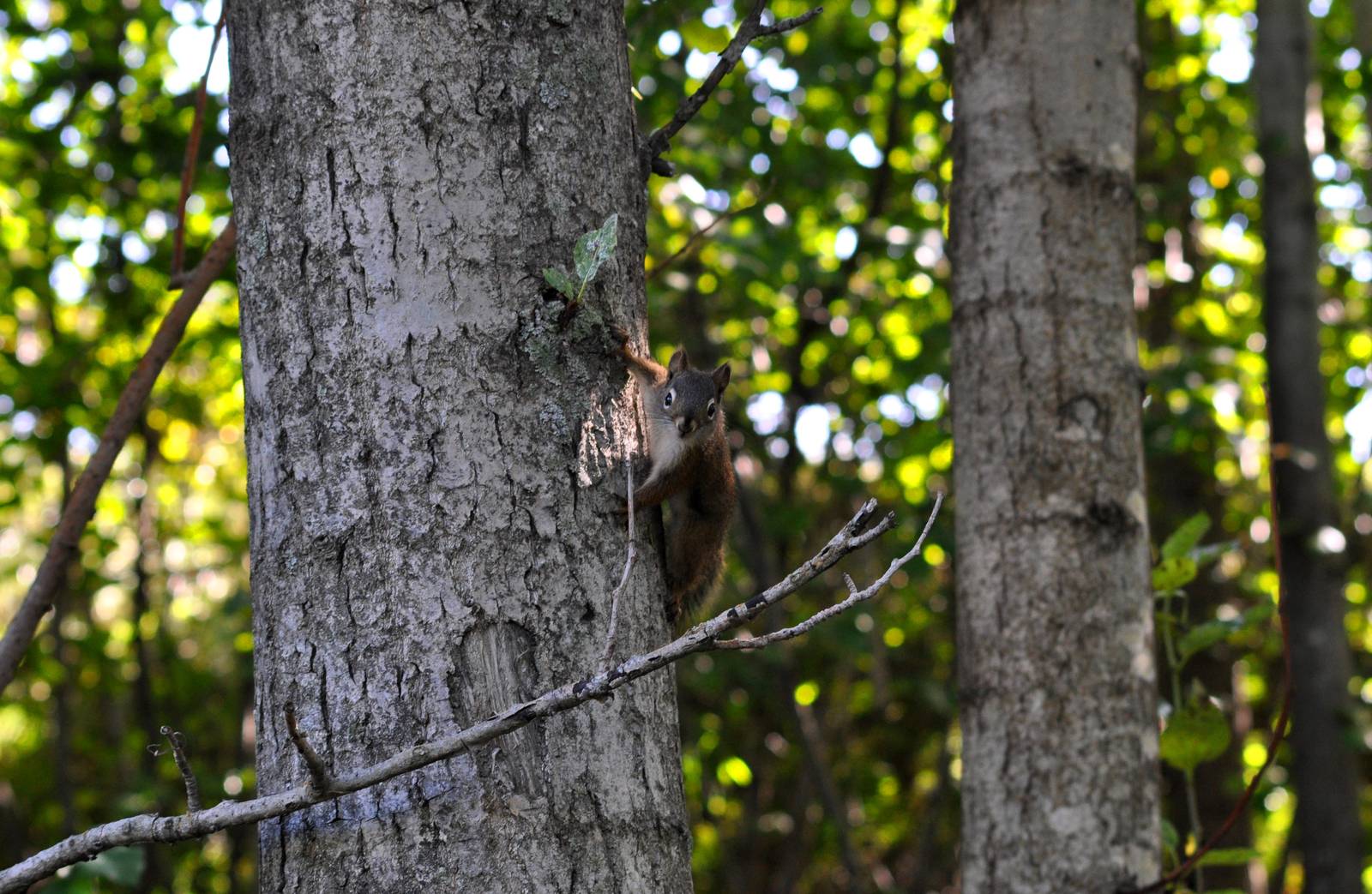 American Red Squirrel - Alaska