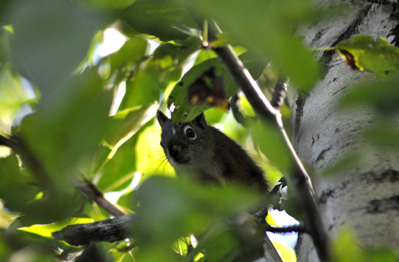 American Red Squirrel - Alaska