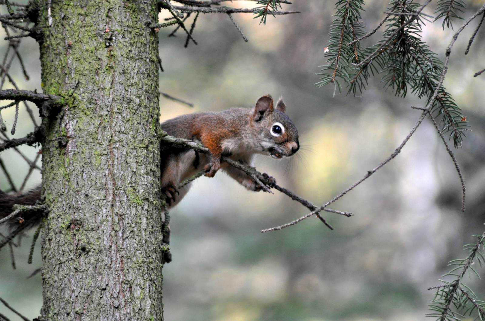 American Red Squirrel - Alaska