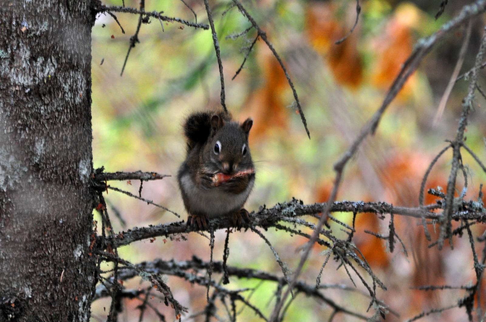 American Red Squirrel - Alaska