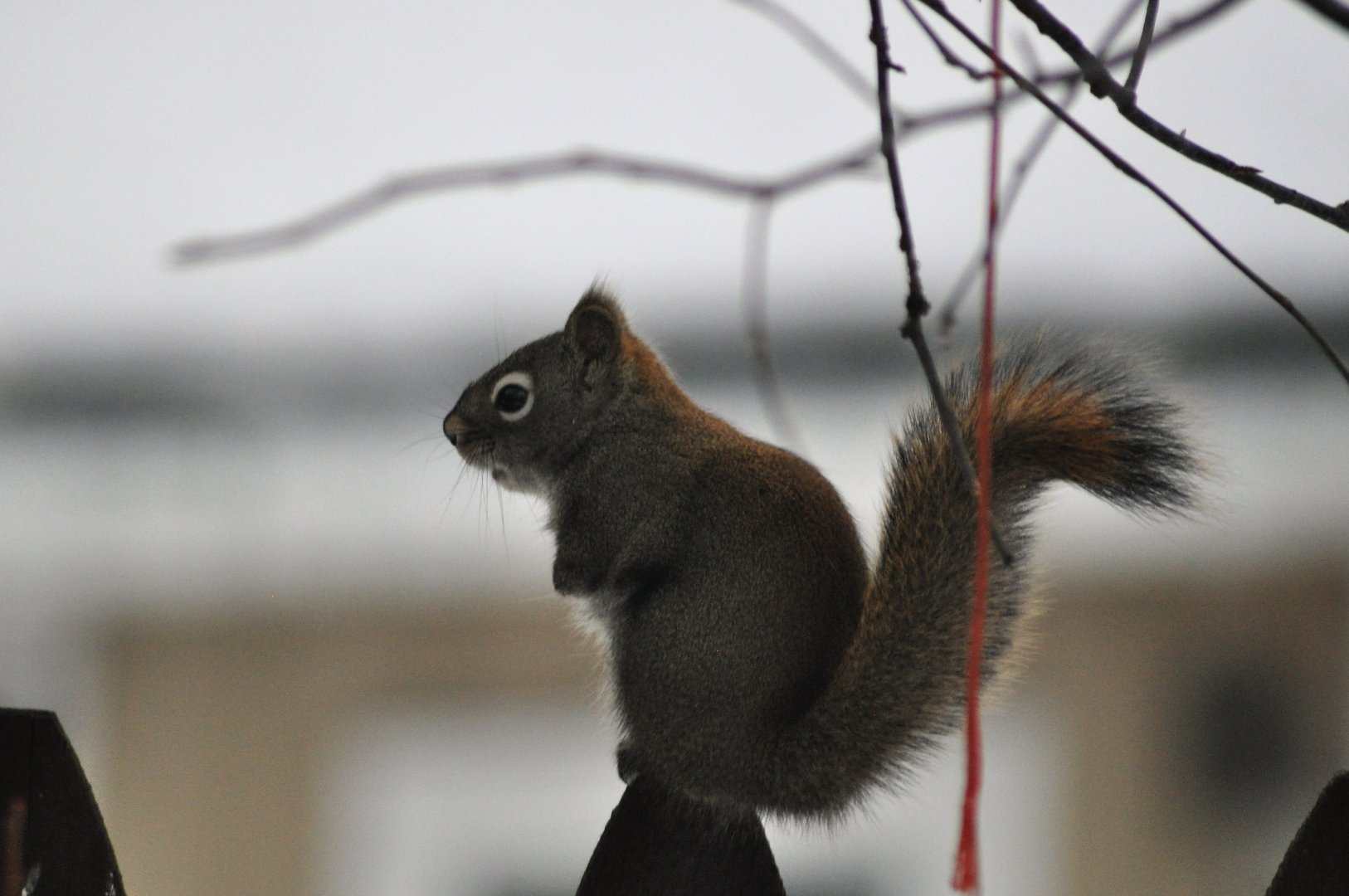 American Red Squirrel - Alaska