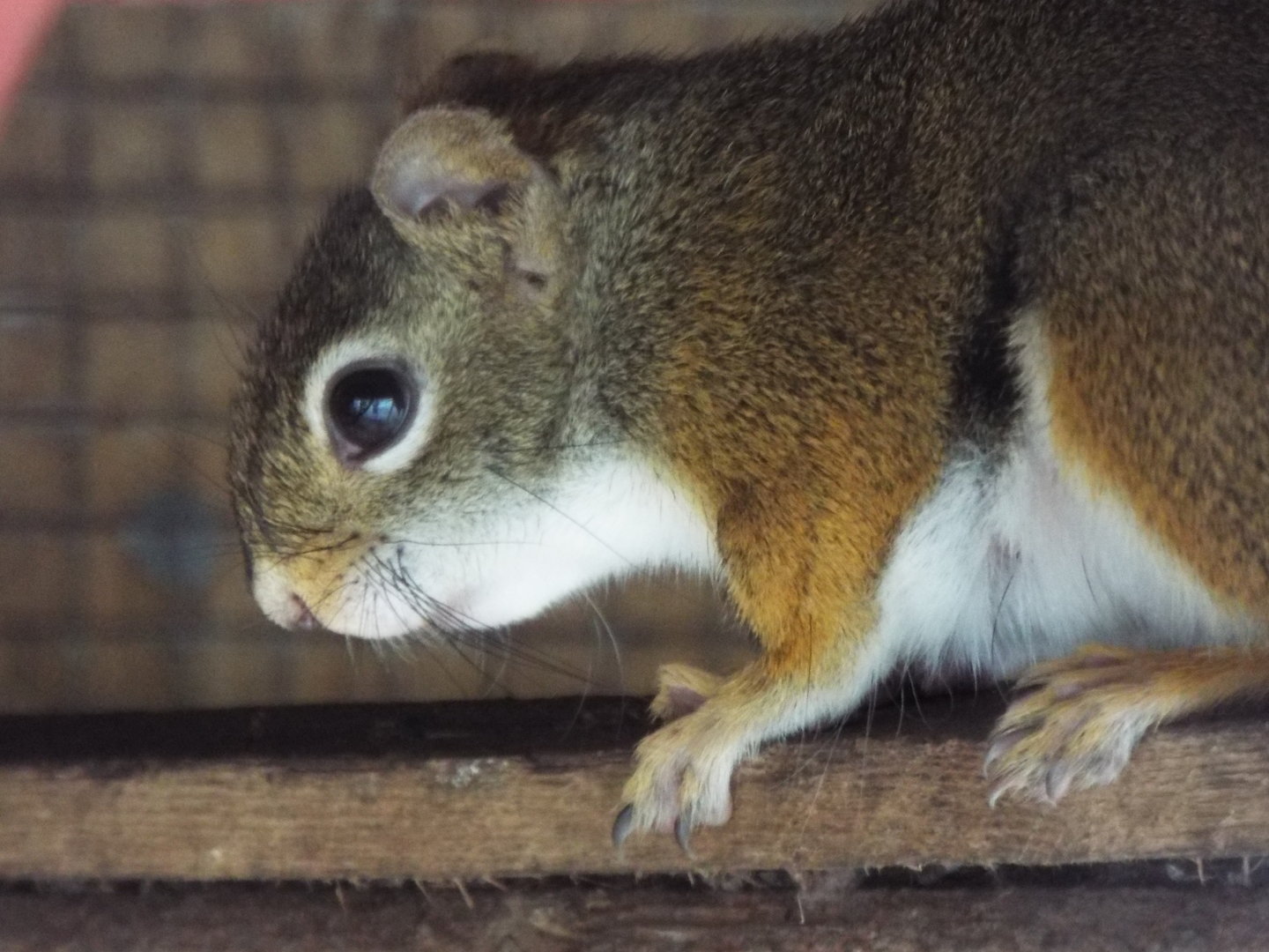 American red squirrel, Ark