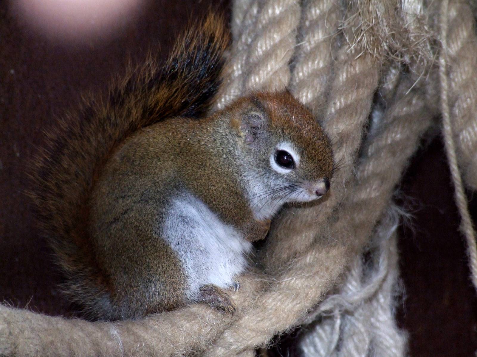 American Red Squirrel at Hannover, 23/03/13