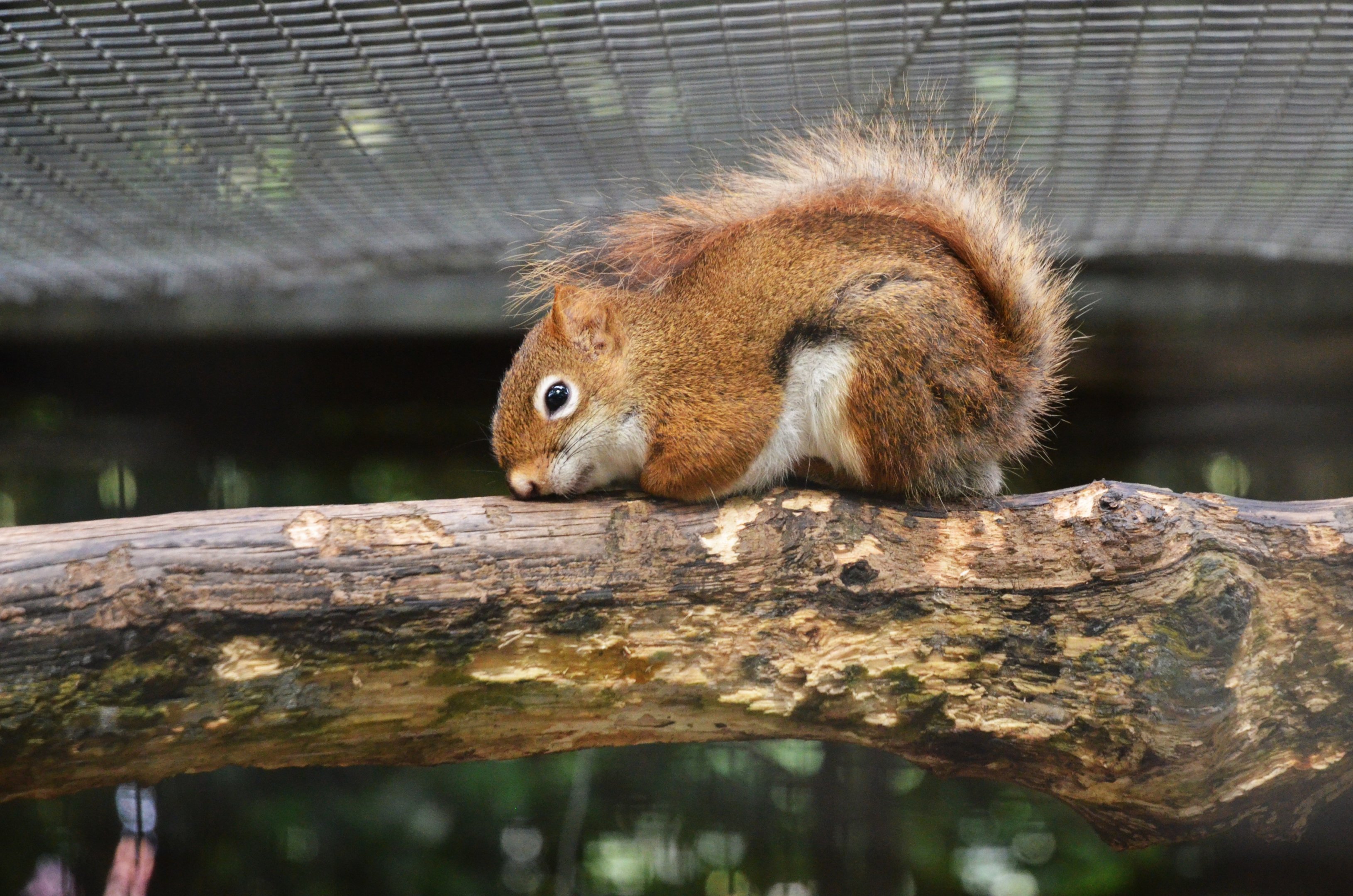 American Red Squirrel at Spaycific'Zoo, 13/06/18