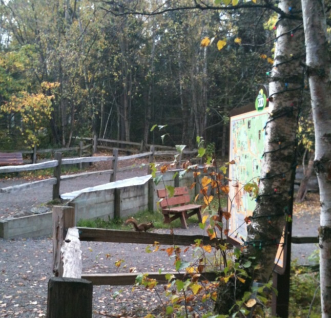 American Red Squirrel at Zoo Map Sign