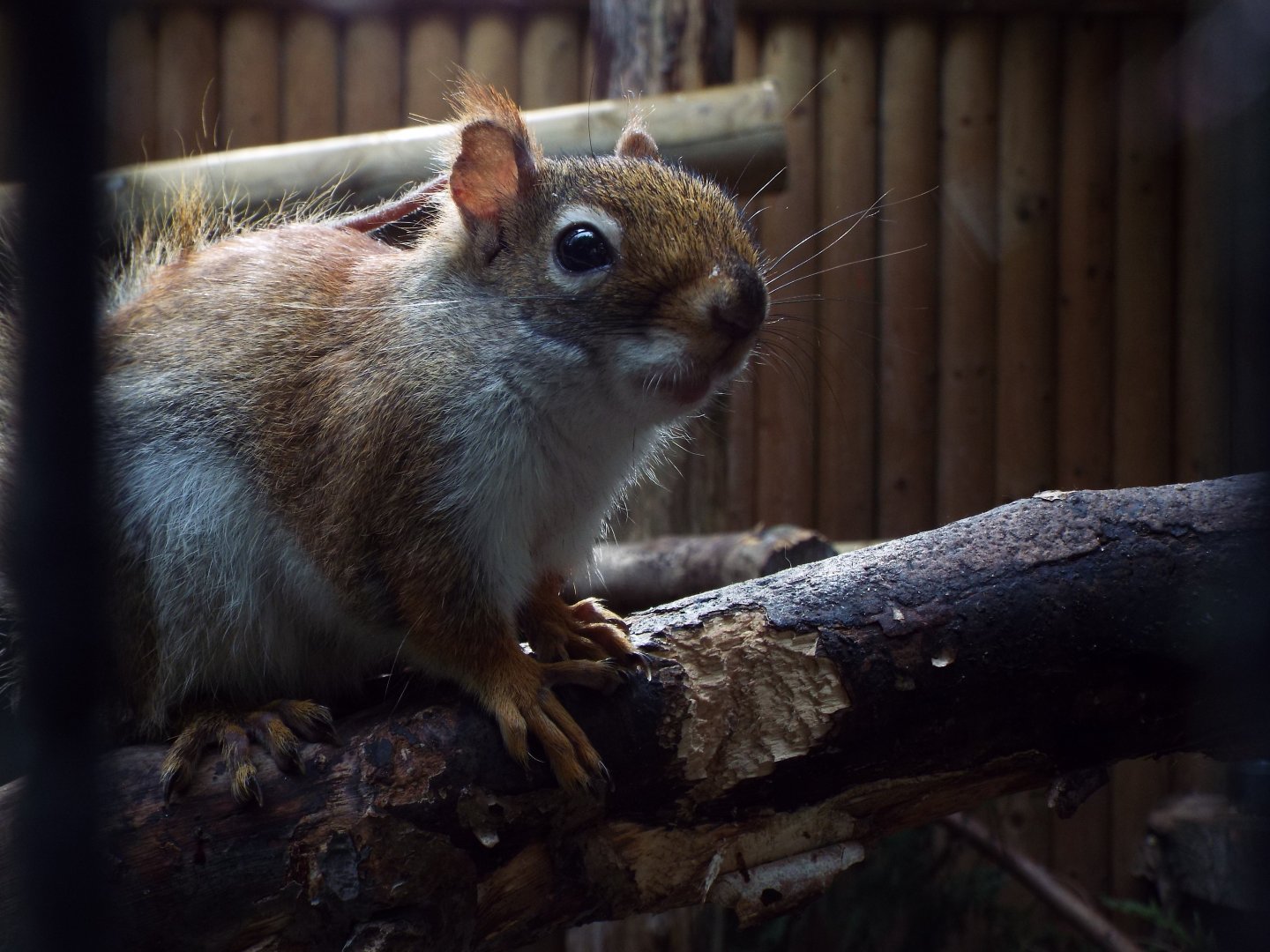 American Red Squirrel, Call of the Wild