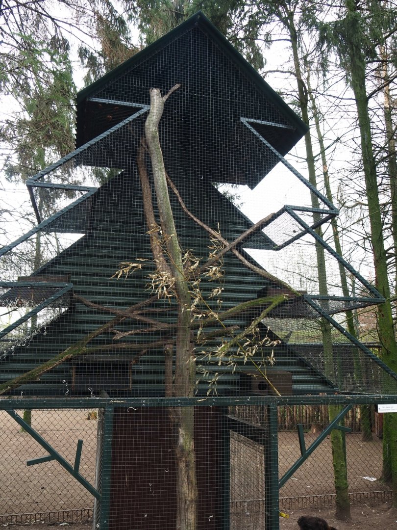 American red squirrel "Christmas tree" exhibit, 2019-04-06