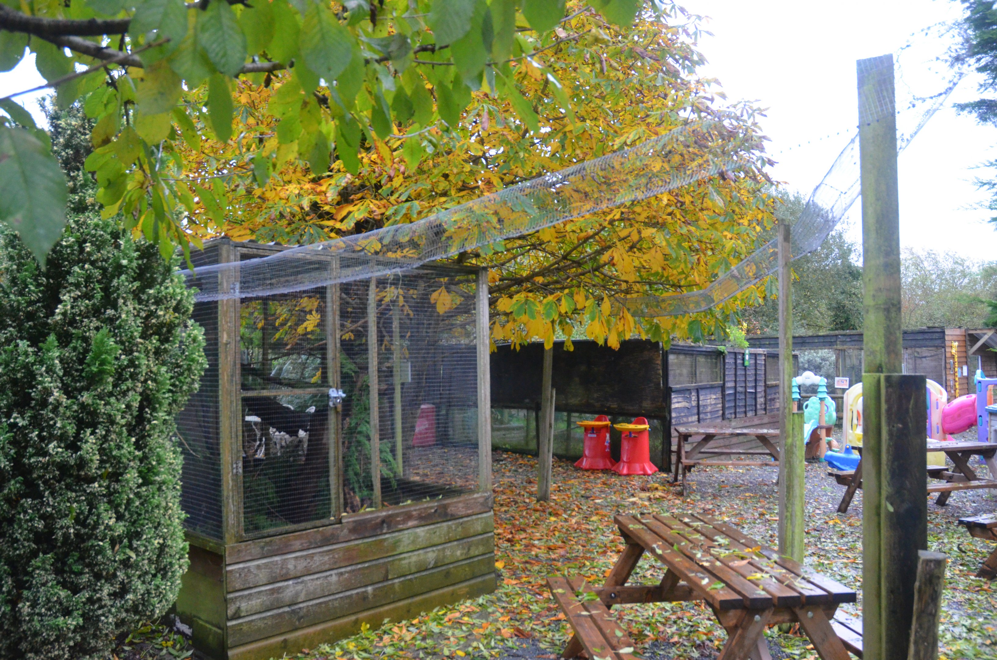 American Red Squirrel Enclosure at Axe Valley, 02/11/19