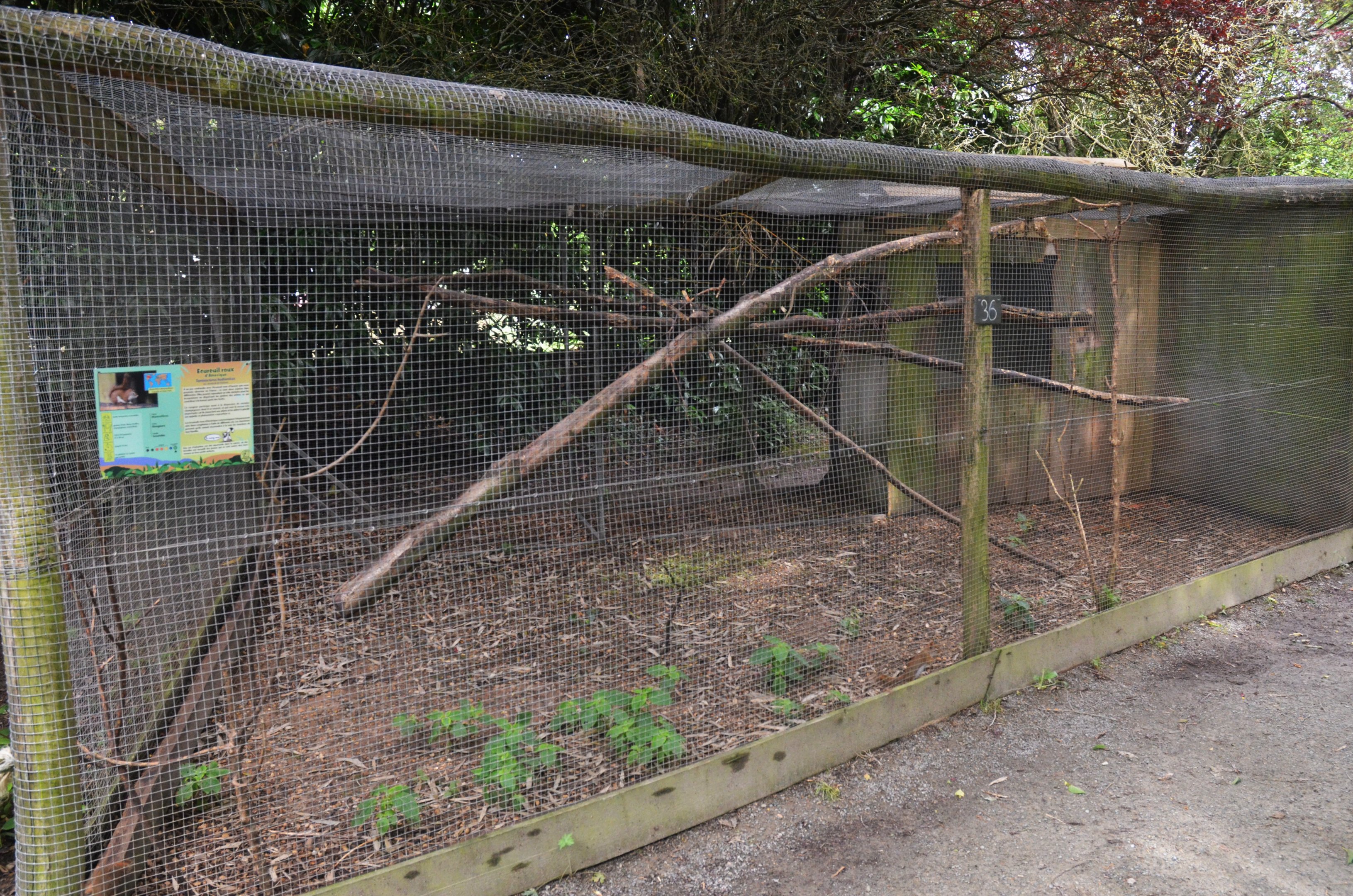 American Red Squirrel Enclosure at Spaycific'Zoo, 13/06/18