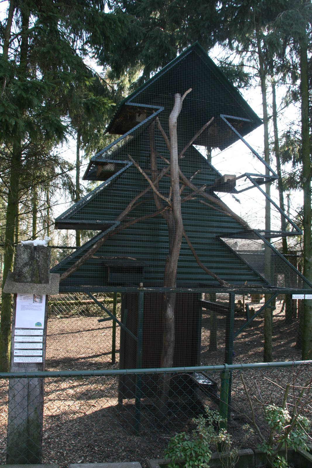 American red squirrel enclosure
