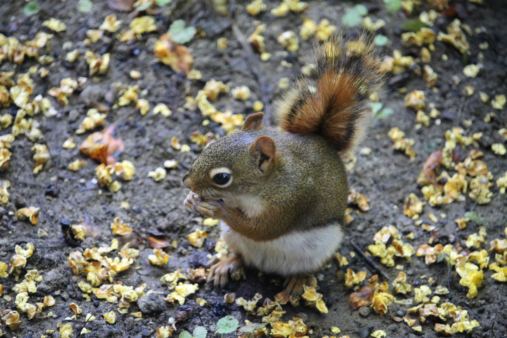 American Red Squirrel enjoying popcorn