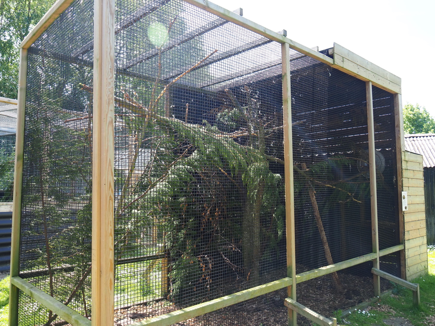 American red squirrel exhibit, 2019-06-01