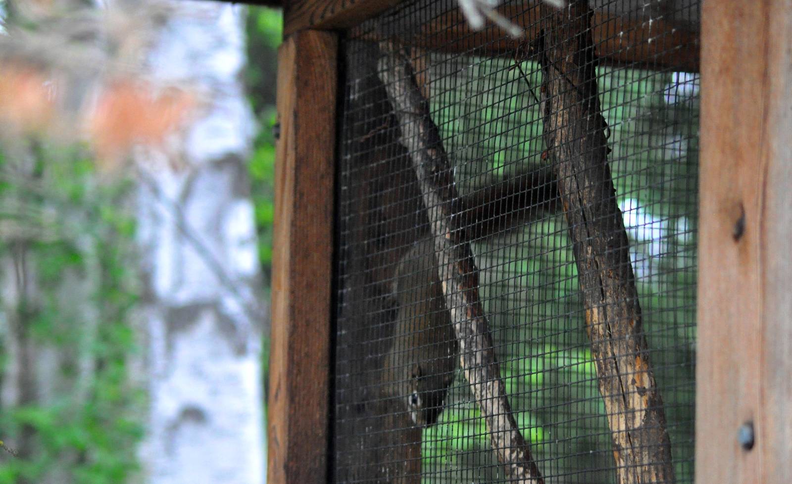 American Red Squirrel Exhibit