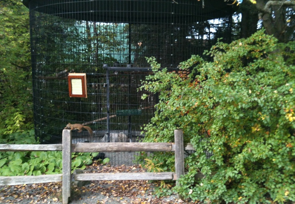American Red Squirrel near Goshawk Exhibit