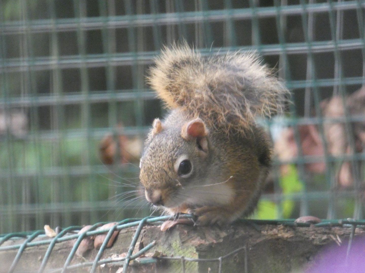 American red squirrel (Suffolk Owl Sanctuary)