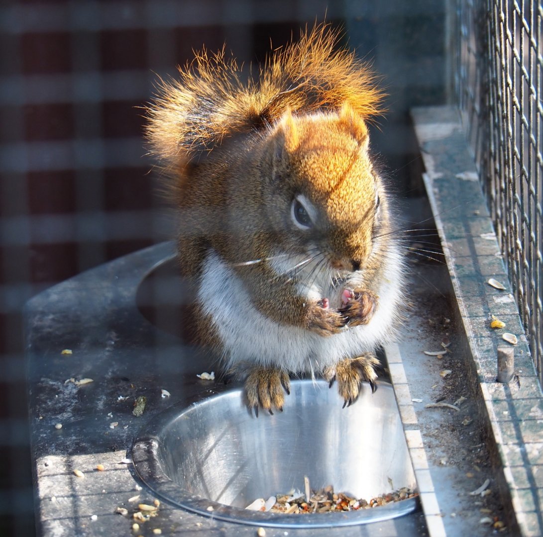 American red squirrel (Tamiasciurus hudsonicus), 2019-04-06