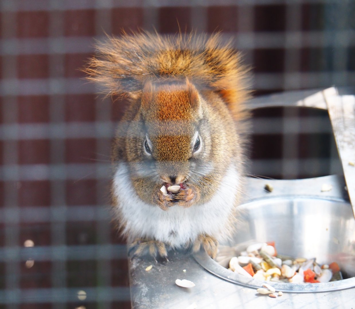 American red squirrel (Tamiasciurus hudsonicus), 2019-04-06