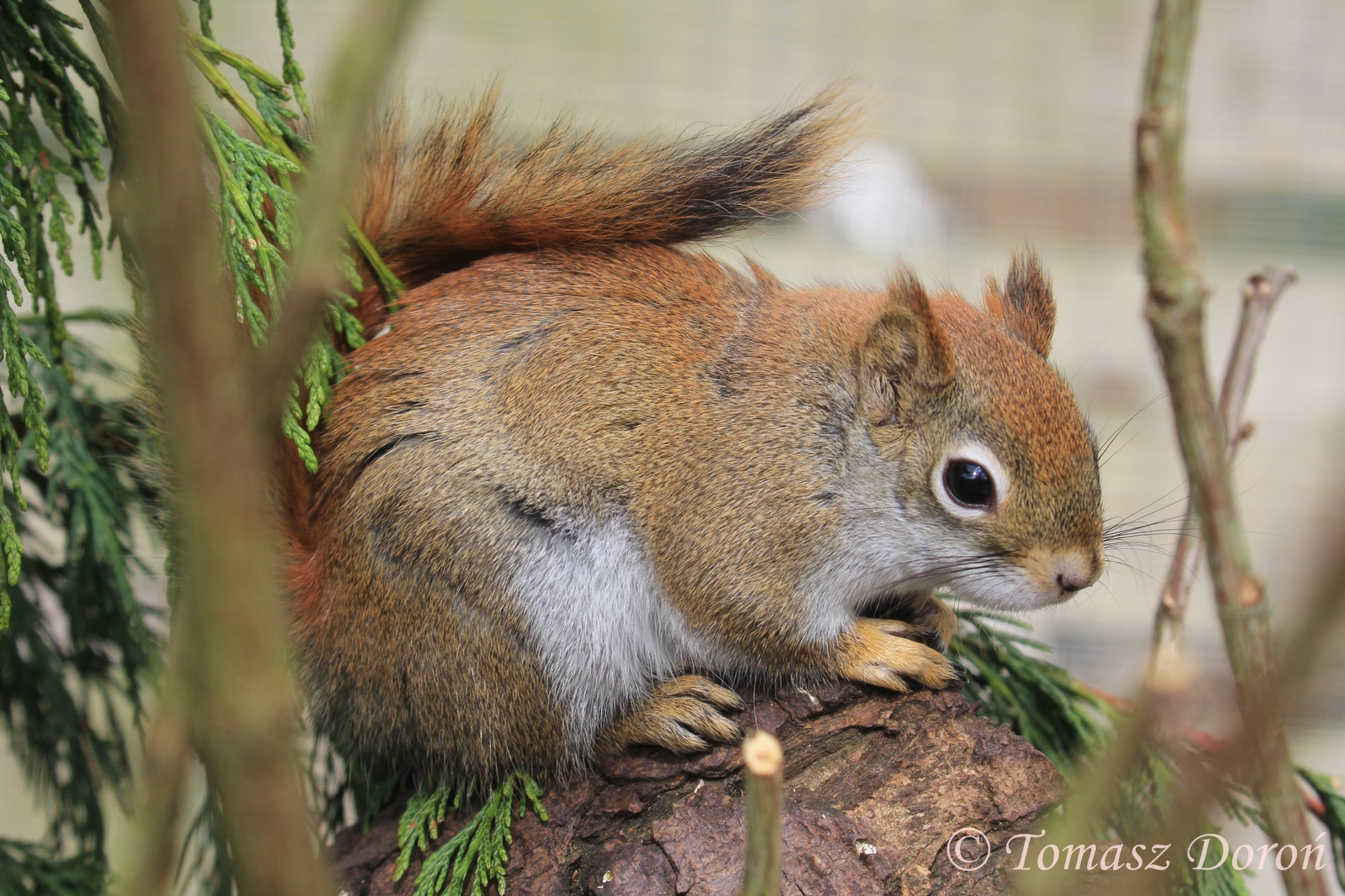 American Red Squirrel (Tamiasciurus hudsonicus), April 2017