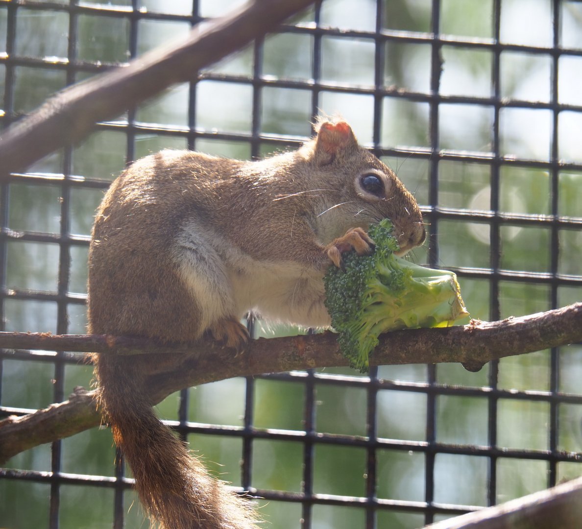 American red squirrel (Tamiasciurus hudsonicus) consuming broccoli, 2019-06-01