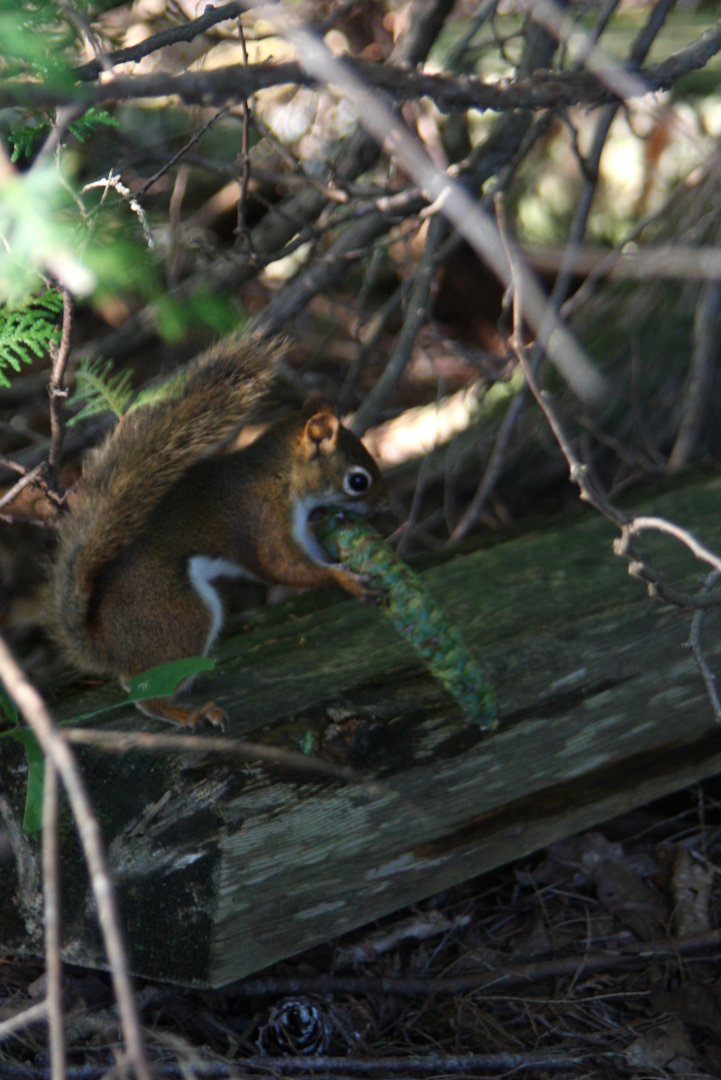 American red squirrel (Tamiasciurus hudsonicus) in Maine 2009
