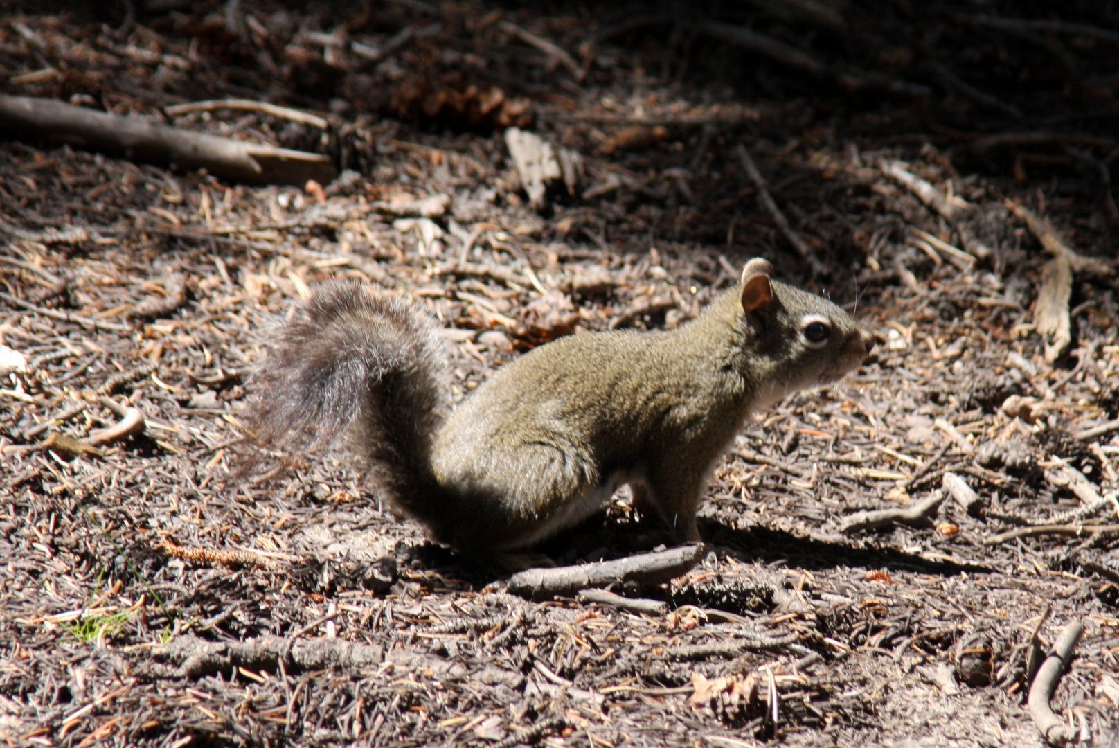 American red squirrel (Tamiasciurus hudsonicus) @ Rocky Mountain NP 2011