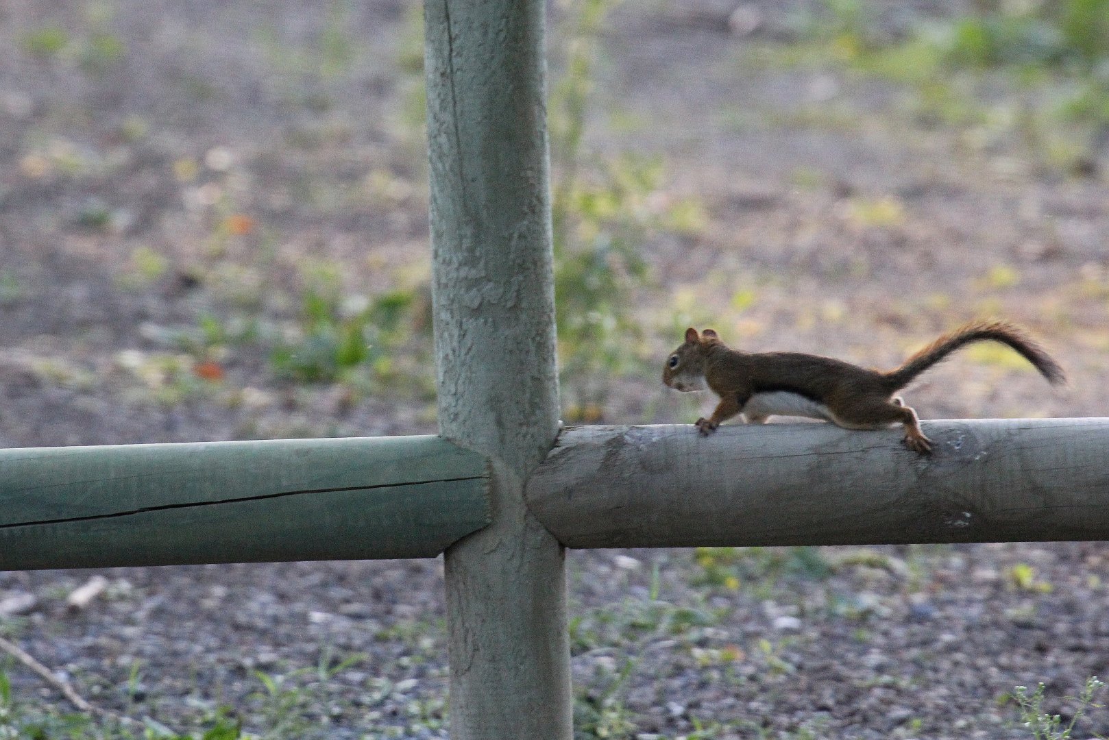 American red squirrel (Tamiasciurus hudsonicus) wild