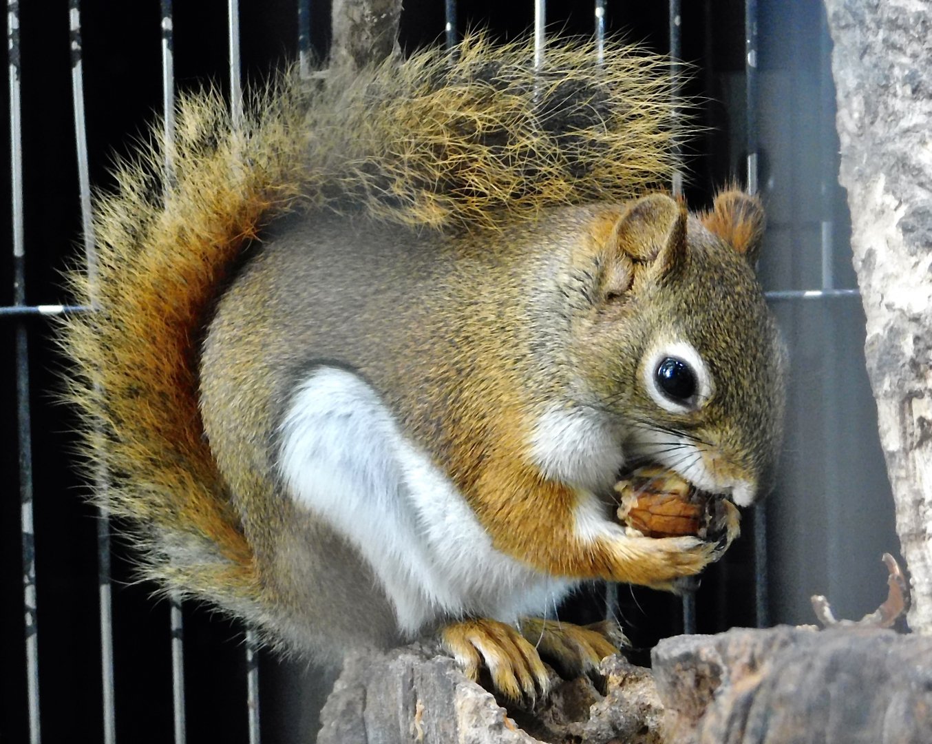 American Red Squirrel (Tamiasciurus hudsonicus) - Yumemigasaki Zoological Park October 12, 2025