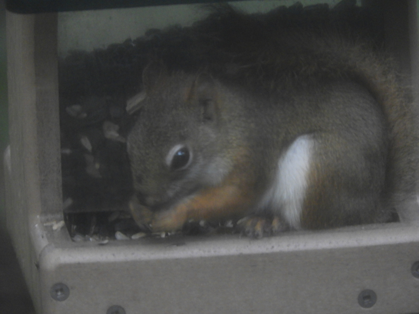 American Red Squirrel (Tamiasciurus hudsonicus)