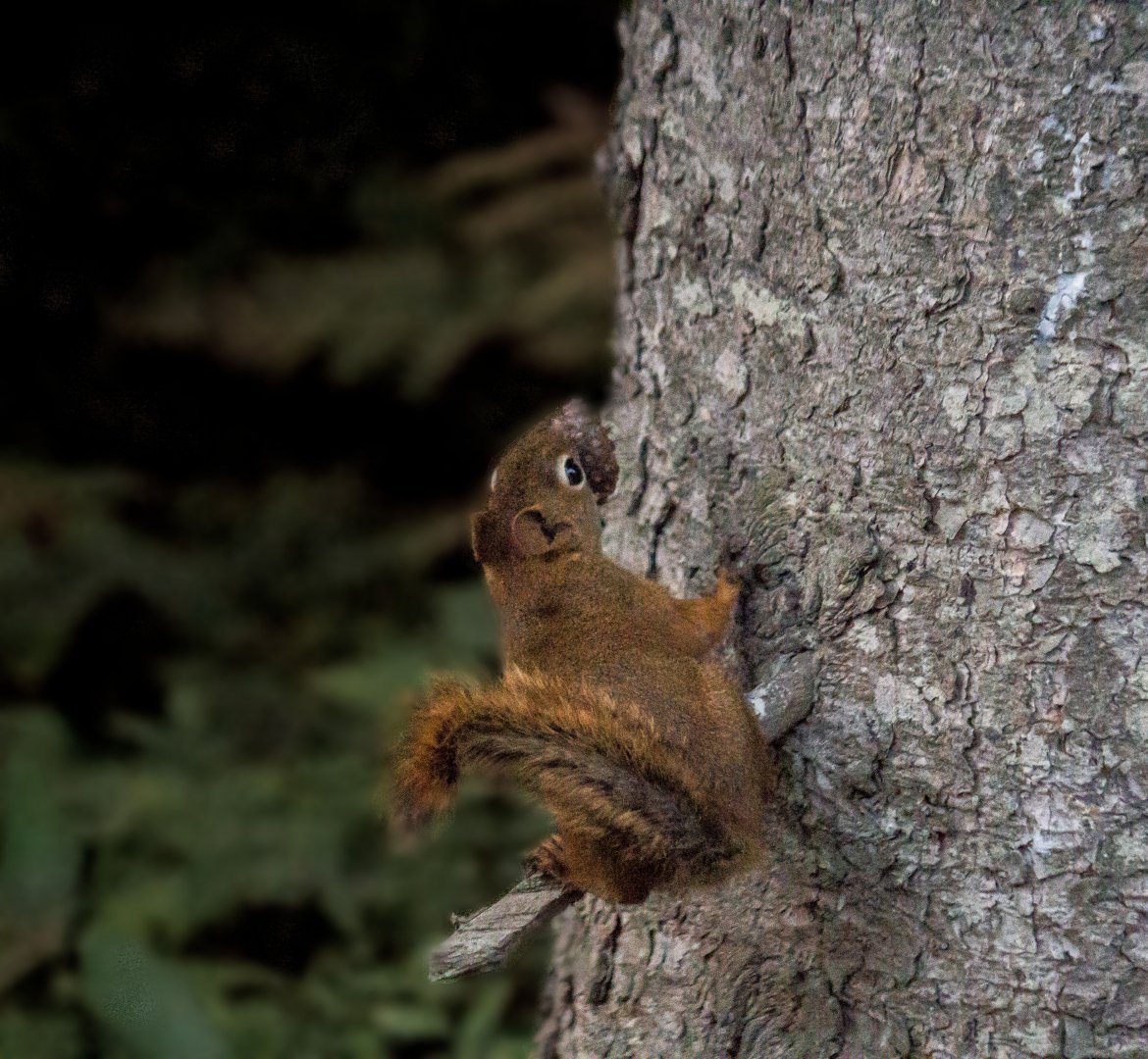 American red squirrel, Tamiasciurus hudsonicus