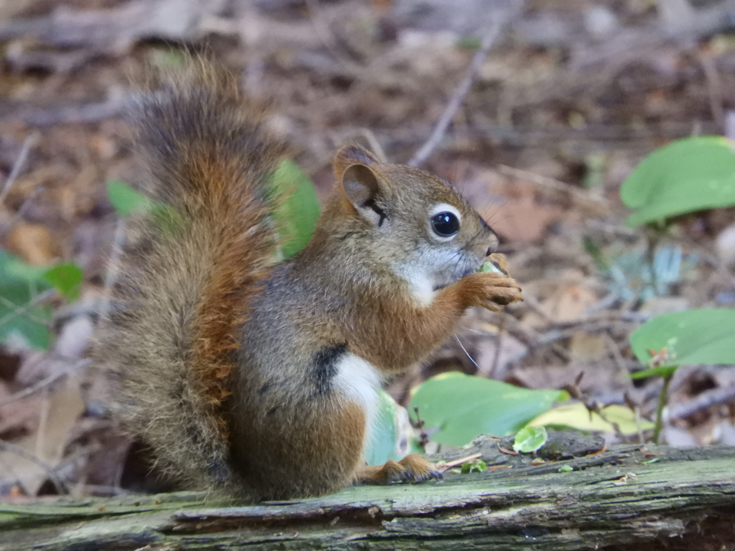 American Red Squirrel (Tamiasciurus hudsonicus)