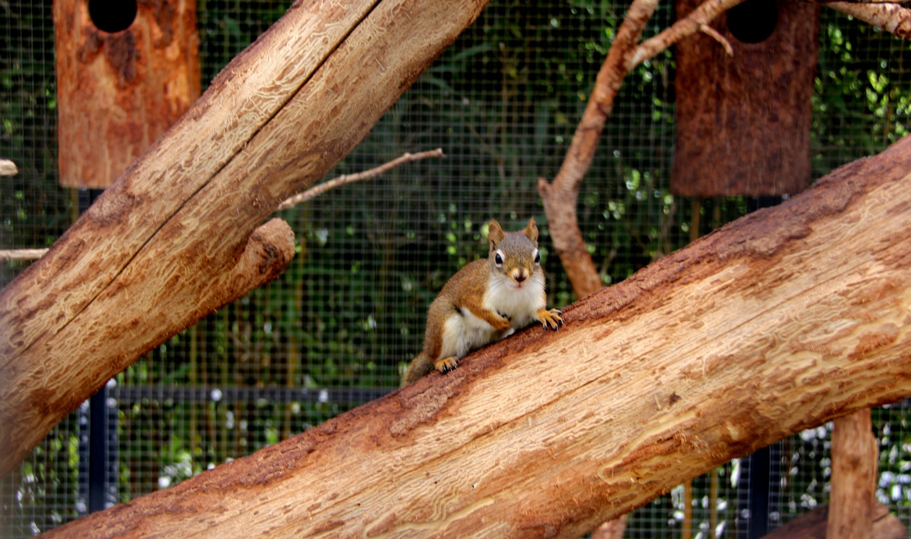 American red squirrel (Tamiasciurus hudsonicus)