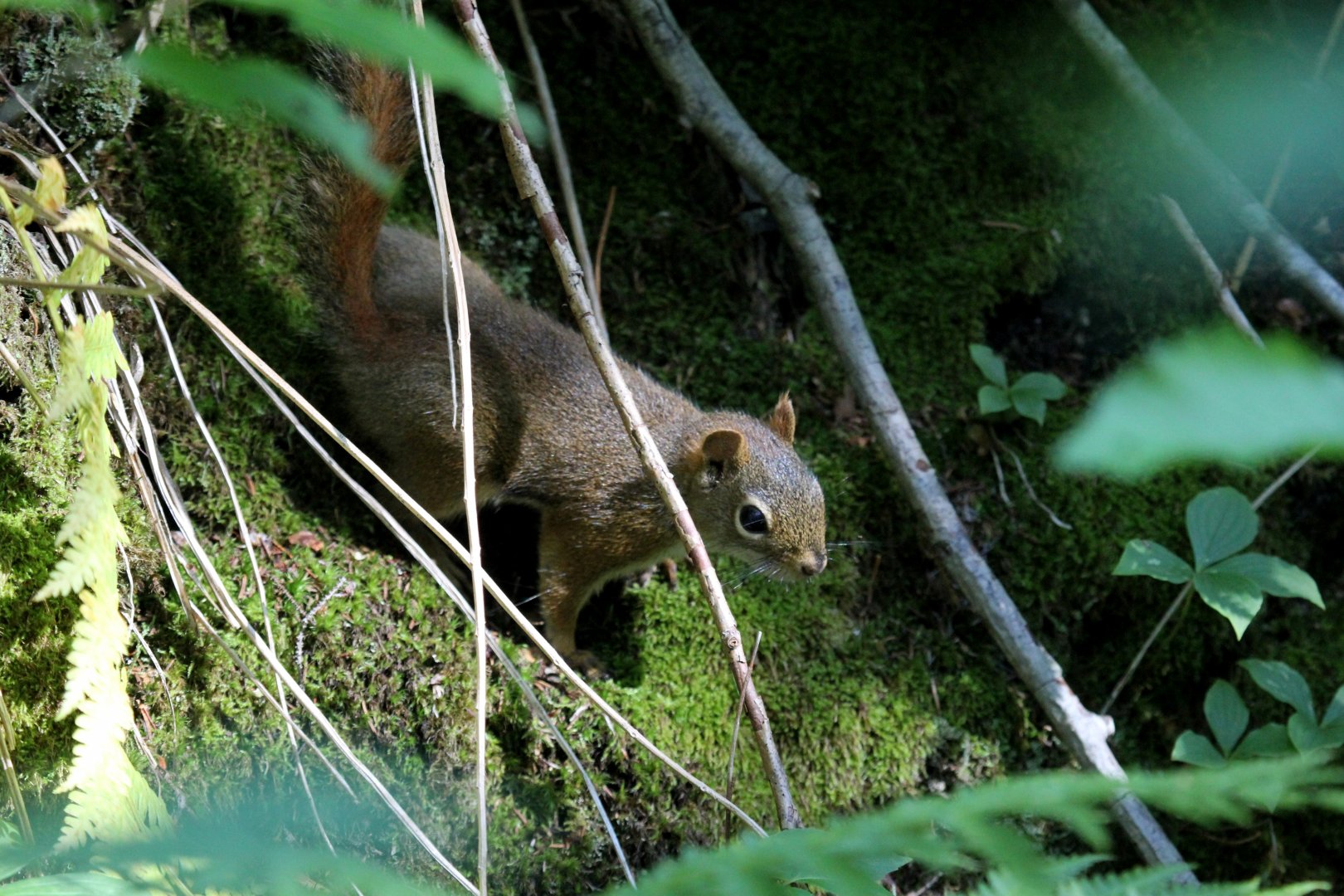 American red squirrel (Tamiasciurus hudsonicus)