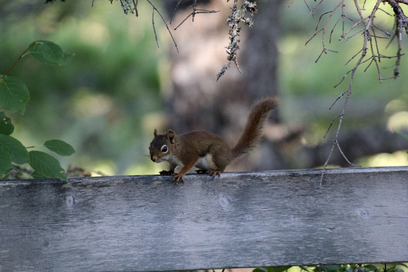 American red squirrel (Tamiasciurus hudsonicus)