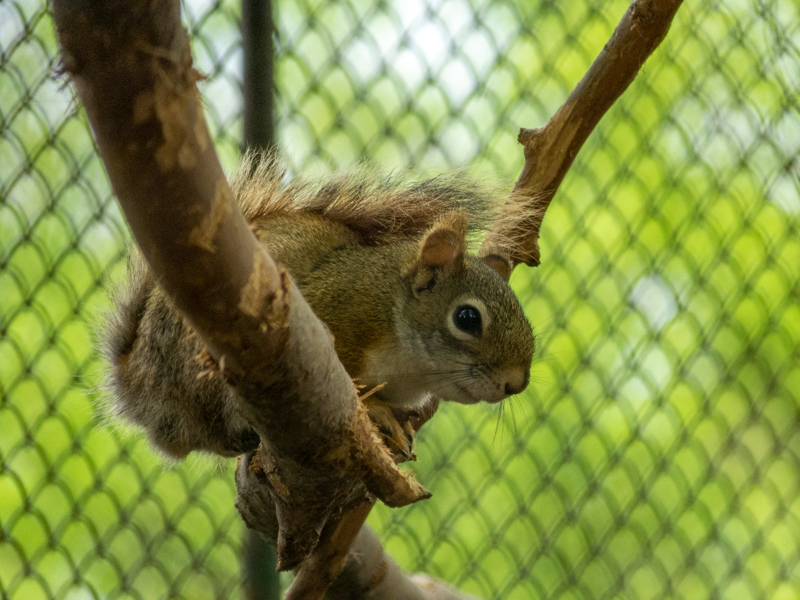 American red squirrel (Tamiasciurus hudsonicus)
