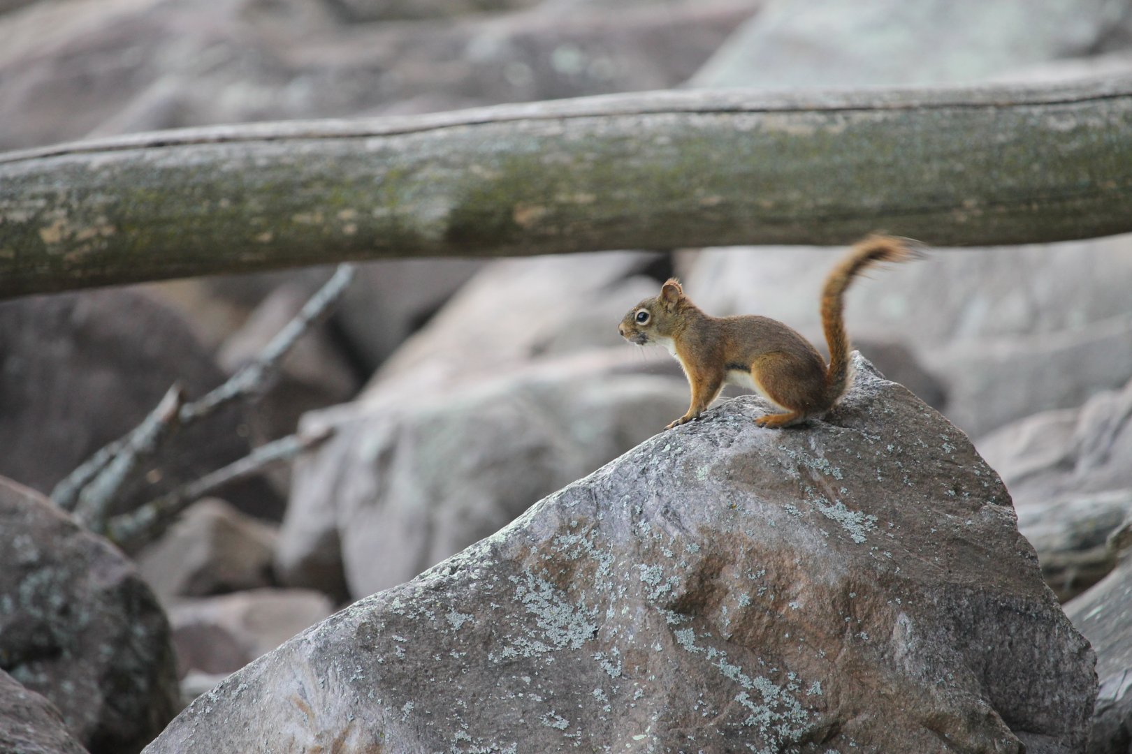 American Red Squirrel (Tamiasciurus hudsonicus)
