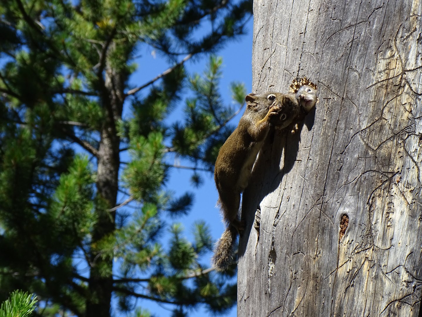 American red squirrel (Tamiasciurus hudsonicus)