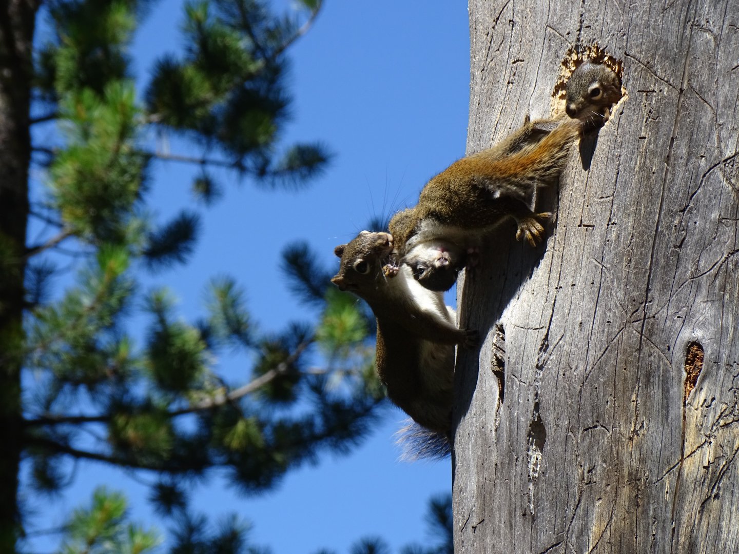 American red squirrel (Tamiasciurus hudsonicus)