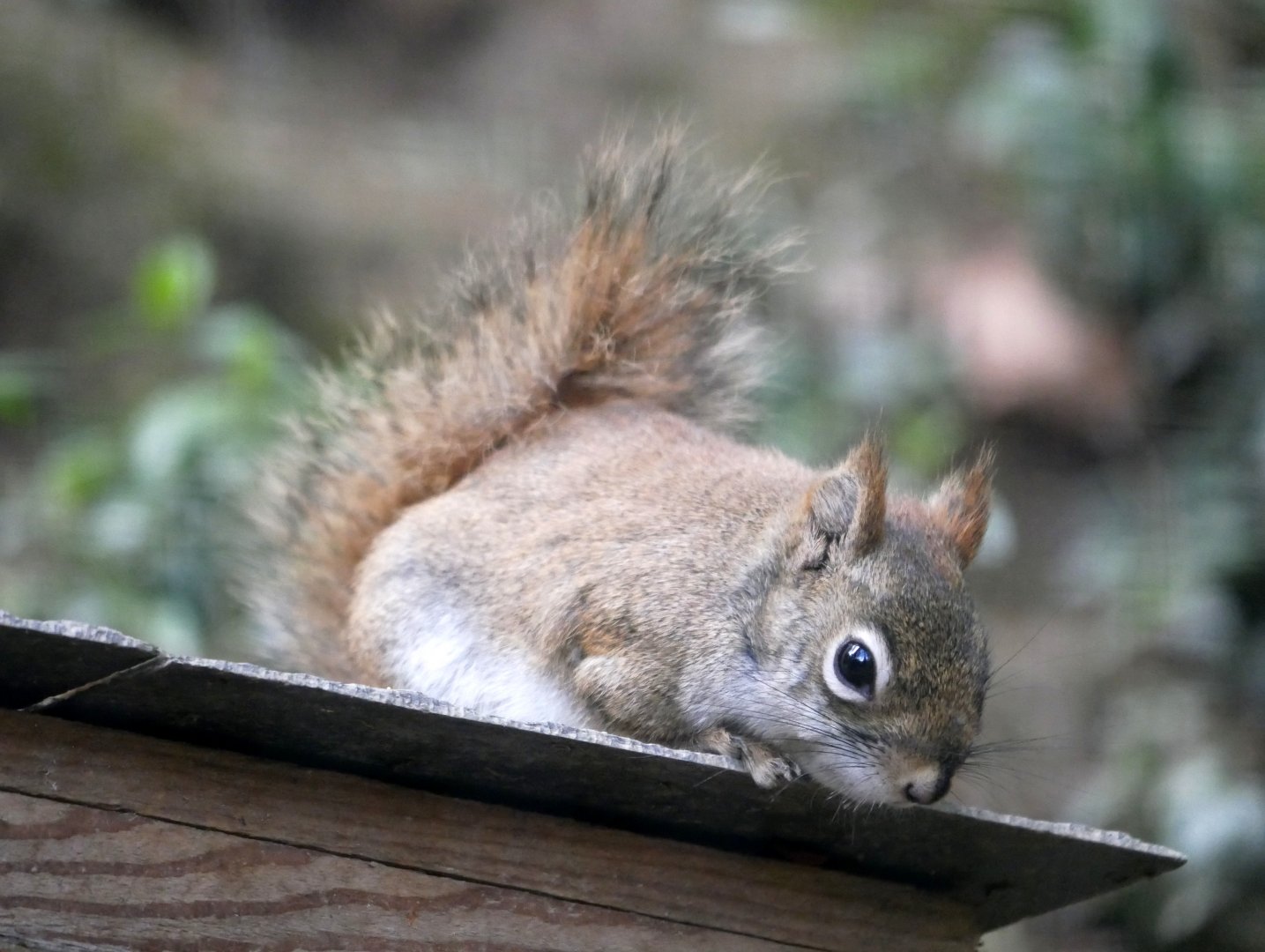 American red squirrel (Tamiasciurus hudsonicus)
