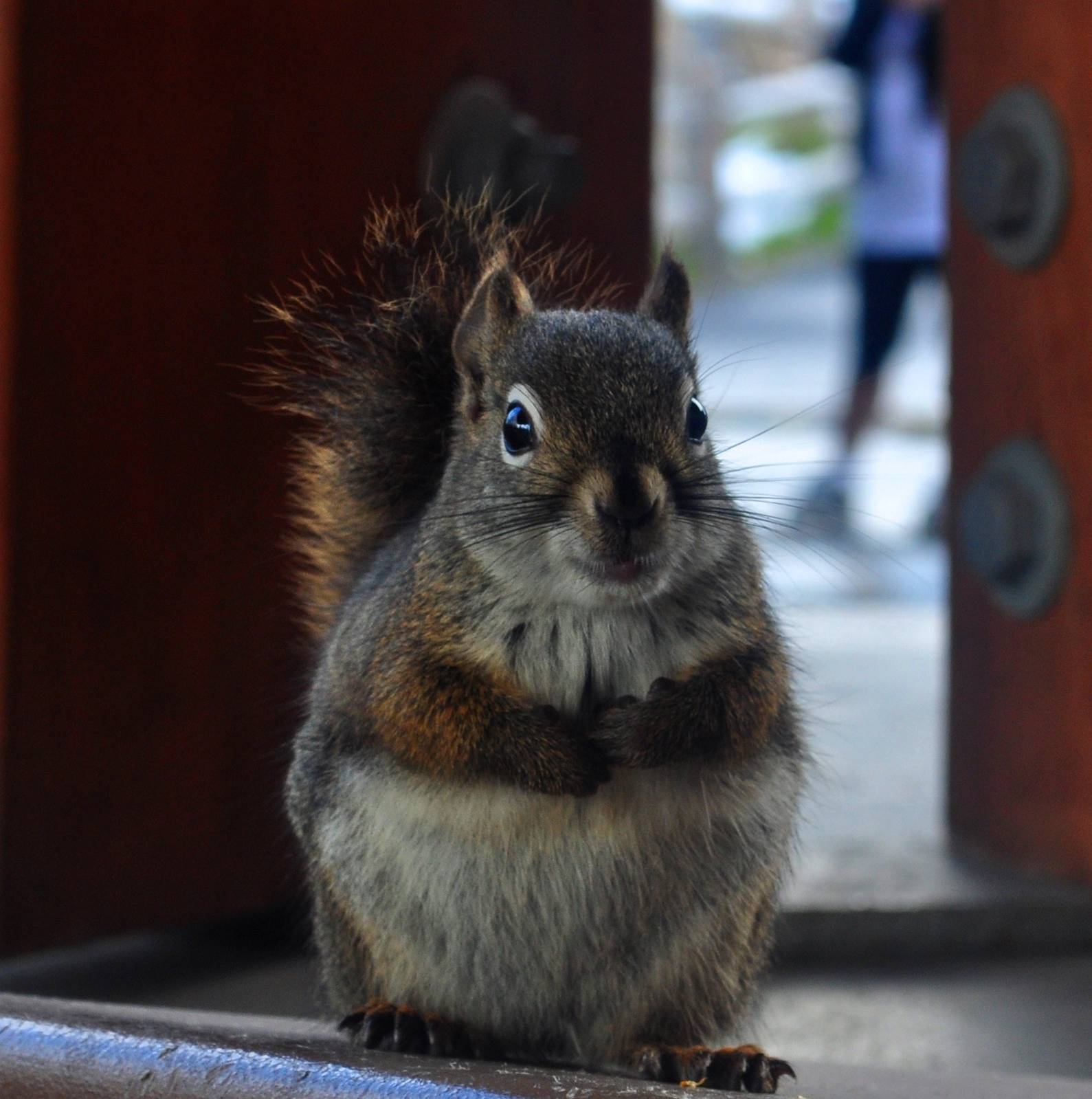 American Red Squirrel  (wild) near Gift Shop