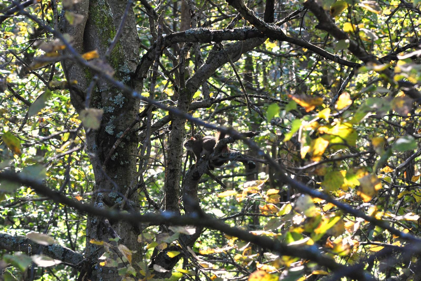 American Red Squirrel (wild) near Waterfowl Exhibit