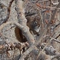 American Red Squirrel