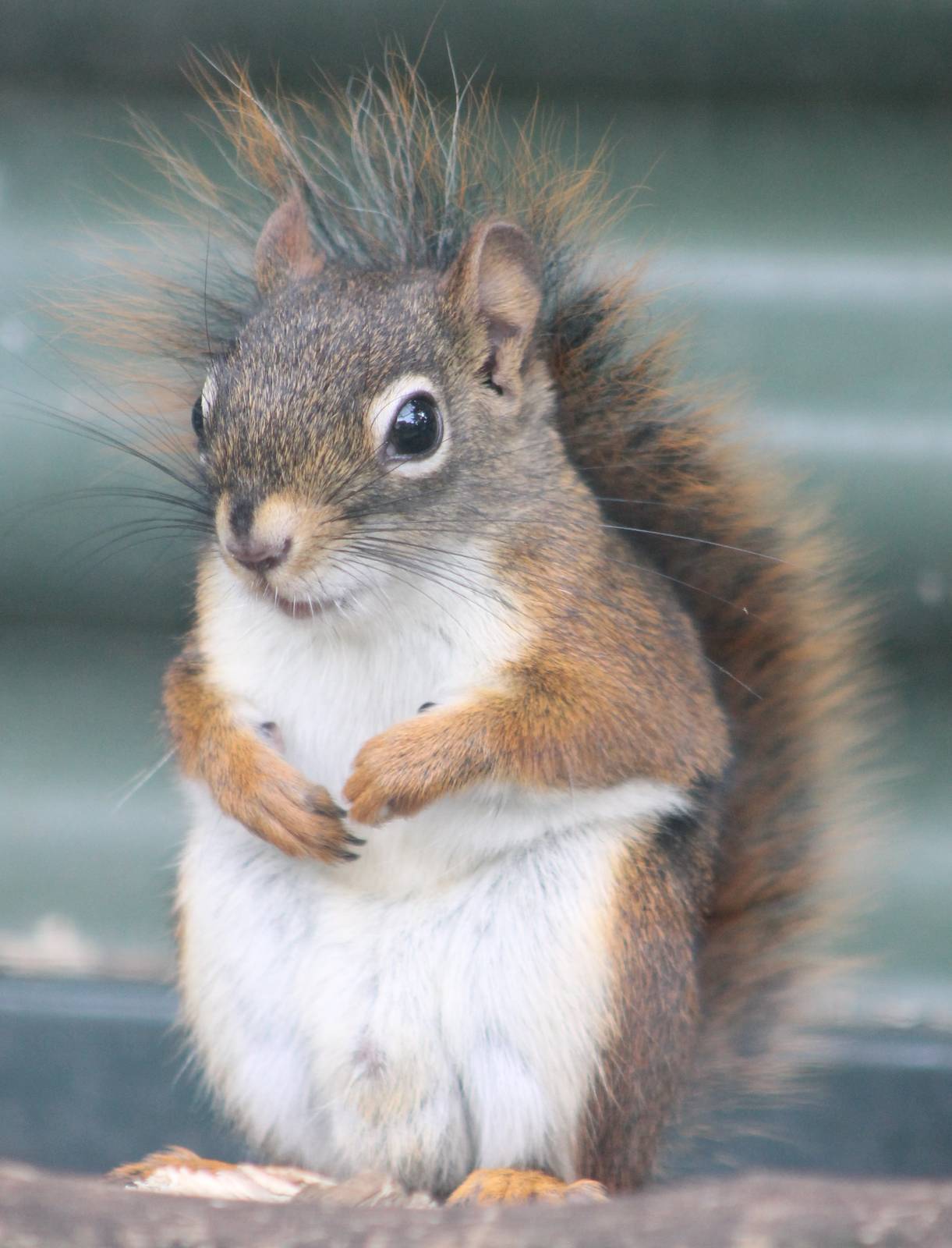 American red squirrel