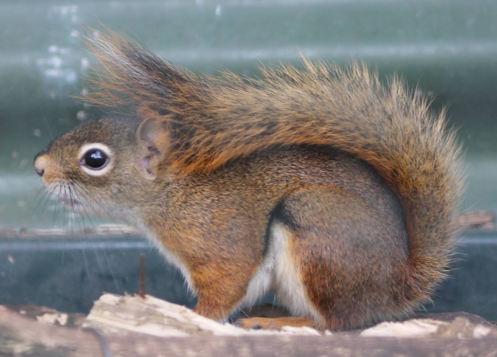 American red squirrel