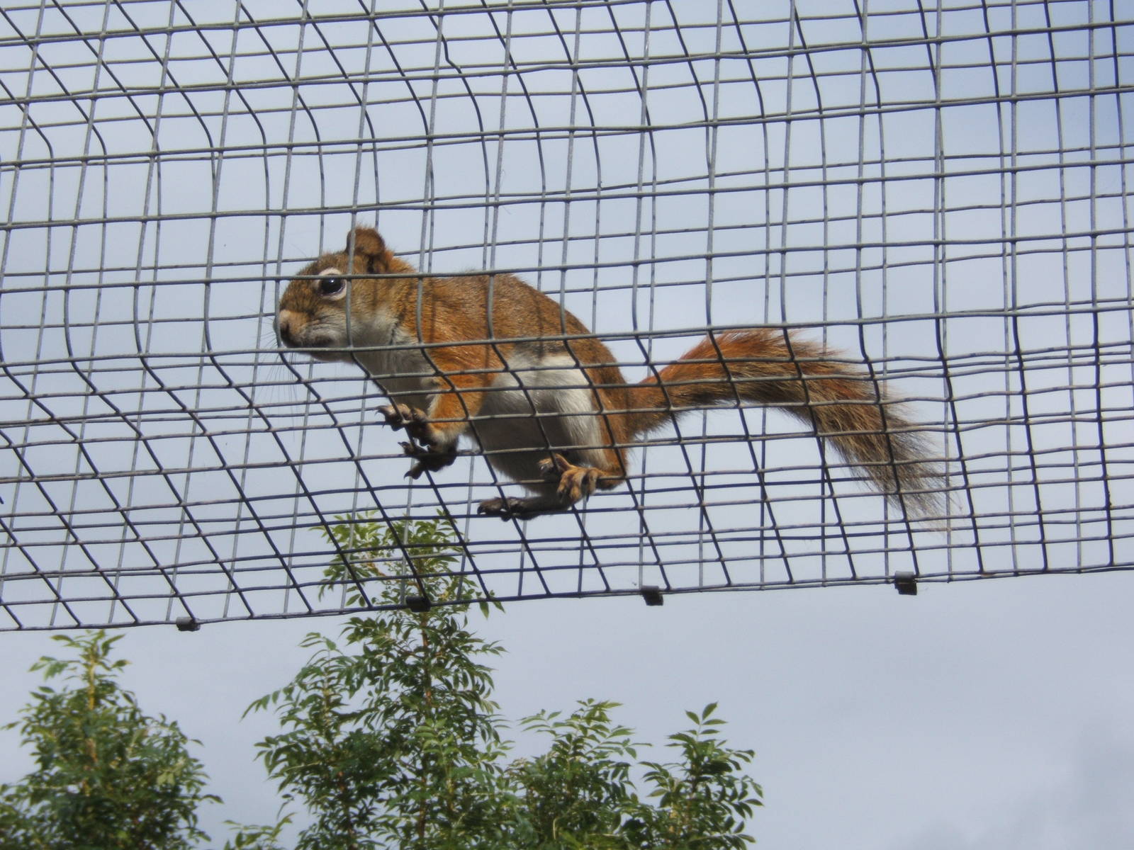 American Red Squirrel