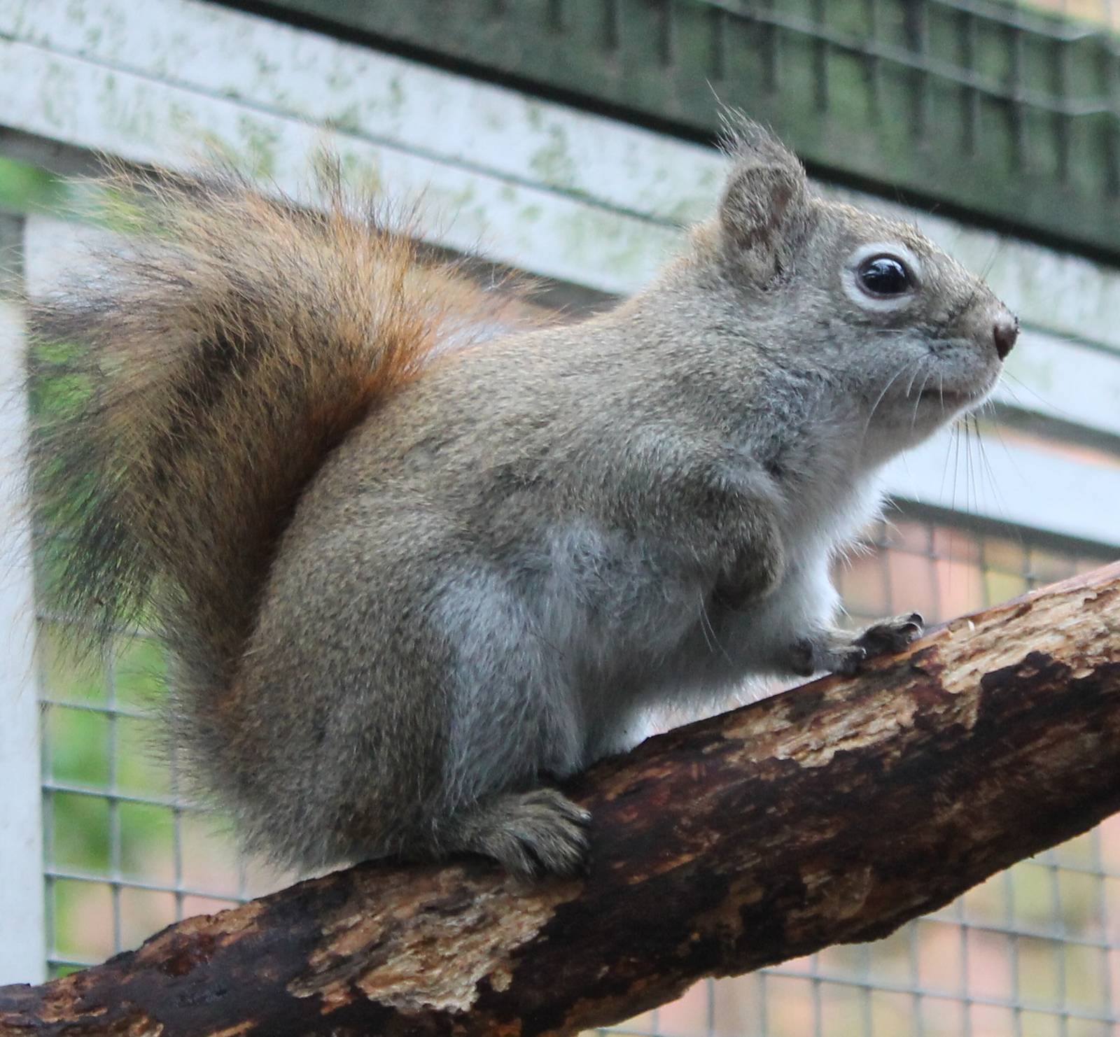 American red squirrel