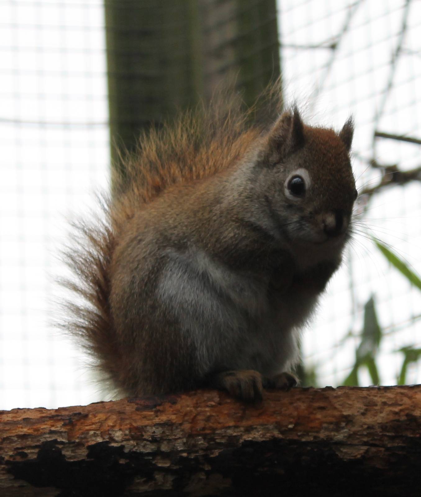 American red squirrel