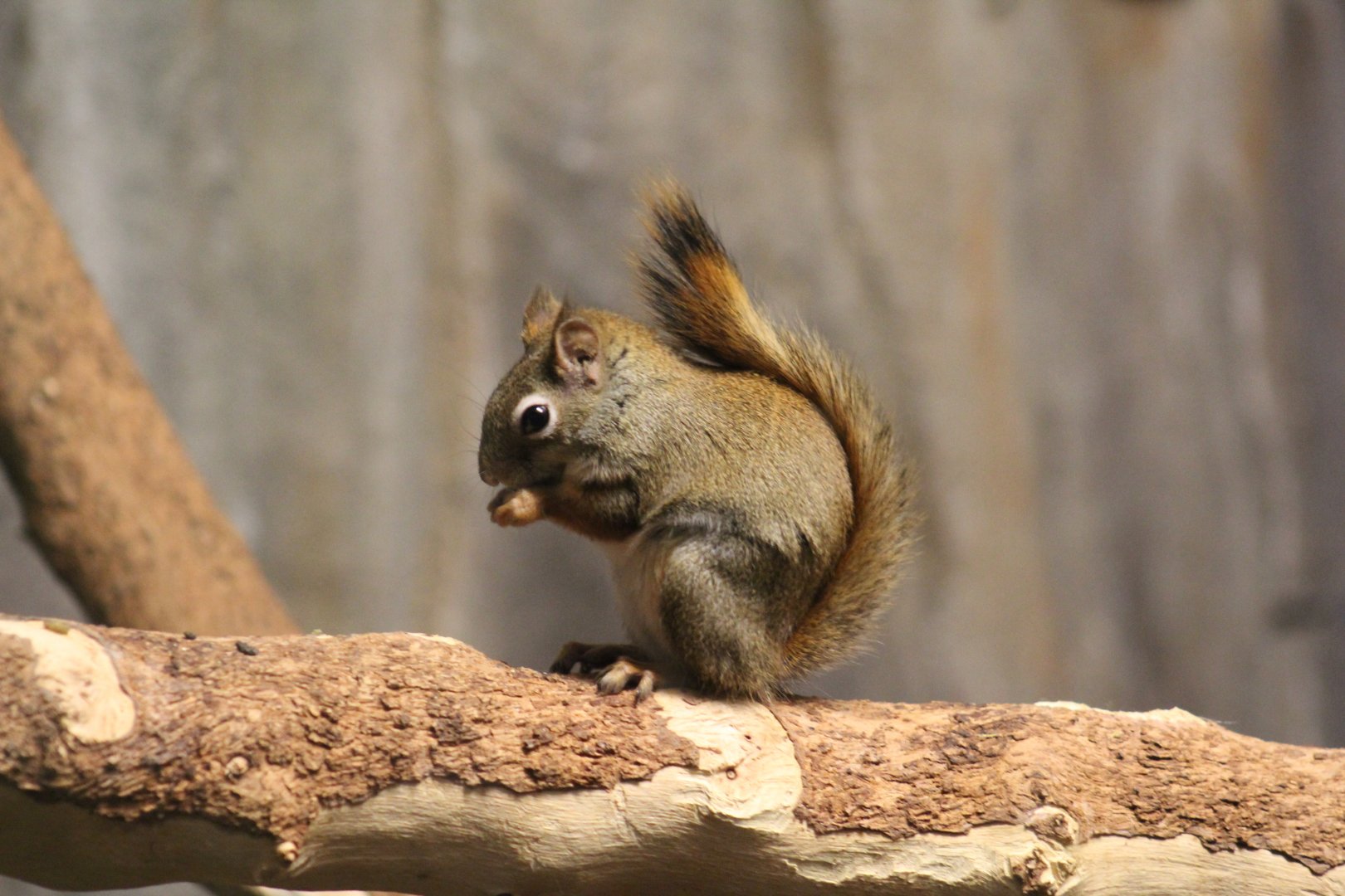 American Red Squirrel